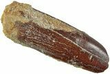 Fossil Sauropod Dinosaur (Titanosaur?) Tooth - Morocco #230665-1